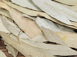 Eucalyptus leaves