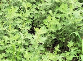 Mugwort leaf