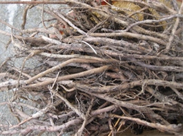 Banana root