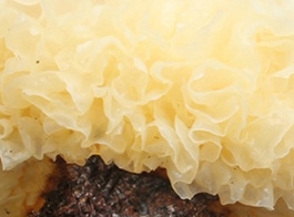 Tremella