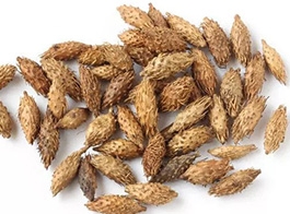 Cocklebur fruit