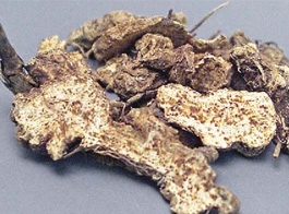 Chinese Atractylodes