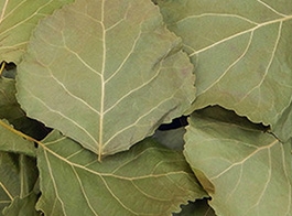 David poplar leaf