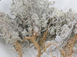 Artemisia stelleriana
