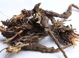 Rhizoma nardostachyos
