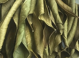 Kaffir lime leaves