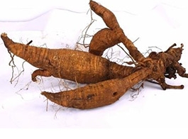 The root of kudzu vine