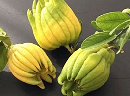 Fingered citron