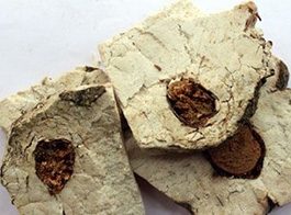 Indian bread hostwood