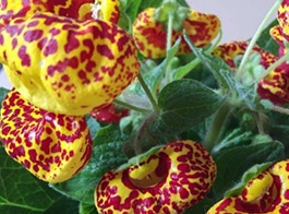 Purse flower