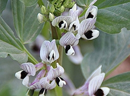 Black soybean flower