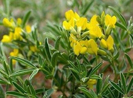 Artemisia sphaerocephala
