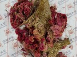 Celosia