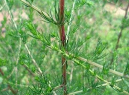 Black and grass