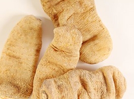 Gastrodia