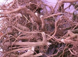 Solanum root