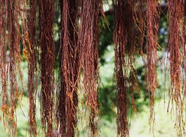 Ficus beard