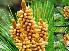 Pine pollen
