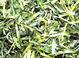 Dehydrated barley seedlings