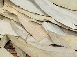 Eucalyptus leaves