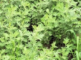 Mugwort leaf