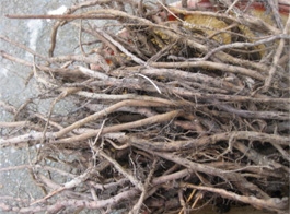 Banana root