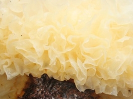 White fungus