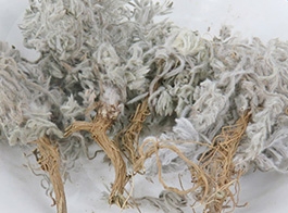 Artemisia annua