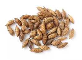 Cocklebur