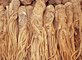 Angelica