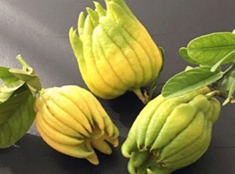 Bergamot
