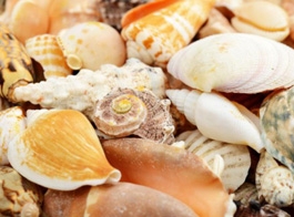 Shell