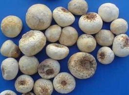 Pinellia