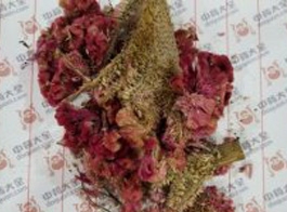 Celosia
