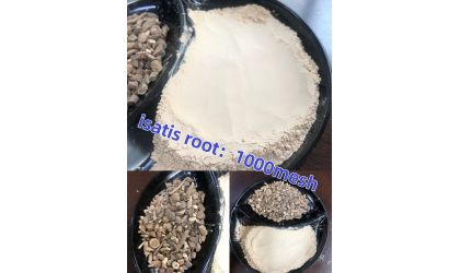 Isatis root 1000 mesh