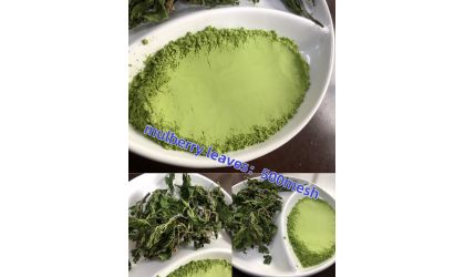 Mulberry leaf 500 mesh